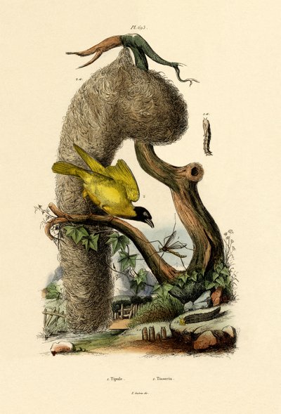 क्रैन्फली, 1833-39 द्वारा फ्रेंच स्कूल